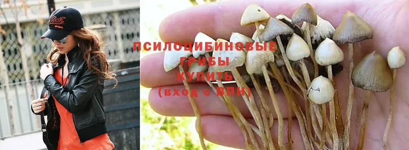 закладки  Крымск  Псилоцибиновые грибы Cubensis 